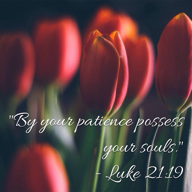 “By your patience possess your souls.” – Luke 21:19 . “Do not say, ‘I have been patient long enough without any use’, but be patient still, for the Lord said, ‘By your patience possess your souls.” – H.H. Pope Shenouda III #patience #patienceintribulation #possessyoursouls #apostlesfast #dailyreadings #coptic #orthodox