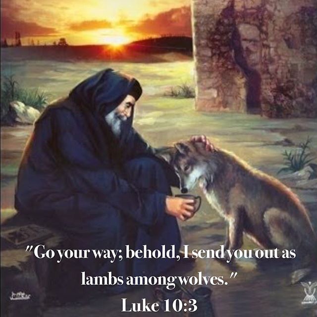 “Go your way; behold, I send you out as lambs among wolves.” Luke 10:3 . As St. Augustine says, these wolves devour up the lambs and so the wolves are transformed into lambs. It is a mission not to devour His apostles, but to convert the wolves into lambs by means of the meekness of His lambs, that is His apostles. As St. John Chysostom says, “He is above all the one who knows the nature of things: that ferocity is not put out by other ferocity, but by gentleness”. #lambsamongwolves #dailyreadings #coptic #orthodox #ApostlesFast