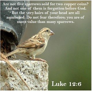 "Are not five sparrows sold for two copper coins? And not one of them is forgotten before God. But the very hairs of your head are all numbered. Do not fear therefore; you are of more value than many sparrows." - Luke 12:6
.
"Do not say, "this happened by chance, while this came to be of itself." In all that exists there is nothing disorderly, nothing indefinite, nothing without purpose, nothing by chance ... How many hairs are on your head? God will not forget one of them. Do you see how nothing, even the smallest thing, escapes the gaze of God?" - St. Basil the Great

#theveryhairsonyourheadareallnumbered #donotfear #nothingwithoutpurpose #purpose #nothingescapesthegazeofGod #dailyreadings #coptic #orthodox