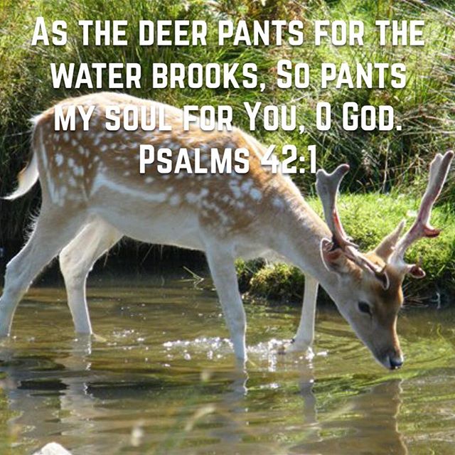 "As the deer pants for the water brooks, So pants my soul for You, O God."
Psalm 41:1
.
"To fall in love with God is the greatest romance; to seek him the greatest adventure; to find him, the greatest human achievement."
St Augustine 
#longingforGod #loveGod #dailyreadings #coptic #orthodox