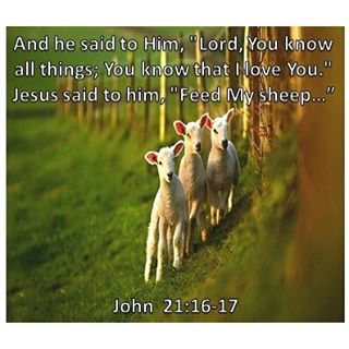 And he said to Him, "Lord, You know all things; You know that I love You."
.
Jesus said to him, "Feed My sheep…” John 21:16-17
.
.
May the role of love be the factor that feeds the sheep of God... those who aim at watching over the Lord’s sheep as though they were not the Lord’s, but rather owned by them, will be condemned since they love themselves and not the Lord. Such shepherds desire to boast, to possess power, or to make money. Seeking to be obedient, to serve and to please God…what do these indicate other than that you love Me and therefore neglect to feed yourself while you feed My sheep because they are Mine and not yours? Seek My authority and not yours, seek My profit and not yours. In doing so, you will avoid following the path of those who belong to the dangerous times- who love themselves and all the consequences that come along with the onset of these evil ways.
.
- St Augustine 
#coptic #dailyreadings #orthodoxy #shepherdtheflock #serve out of #love for #God