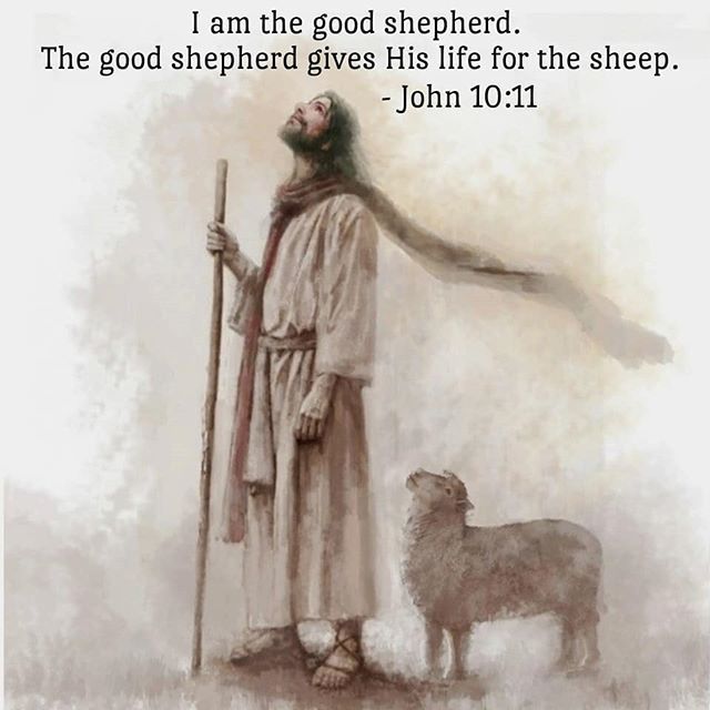 I am the good Shepherd: the Lord speaks here about suffering and underlines that it brings salvation to the world. He was not obliged to come; therefore He presents the model of the shepherd and the hired servant once more. - St John Chrysostom . . #dailyreadings #copticorthodox #orthodoxy #orthodox #goodshepherd