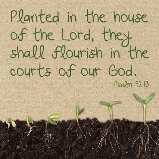 It is befitting of you to perceive the significance of the passing of the winter (Songs 2: 11) in no other way but to enter into a struggle against the present winter with your whole strength and capabilities to let the flowers planted in the house of our Lord. flourish in the courts of our God.  The Scholar Origen  #planted #houseoftheLord #dailyreadings #apostlesfast #coptic #orthodox