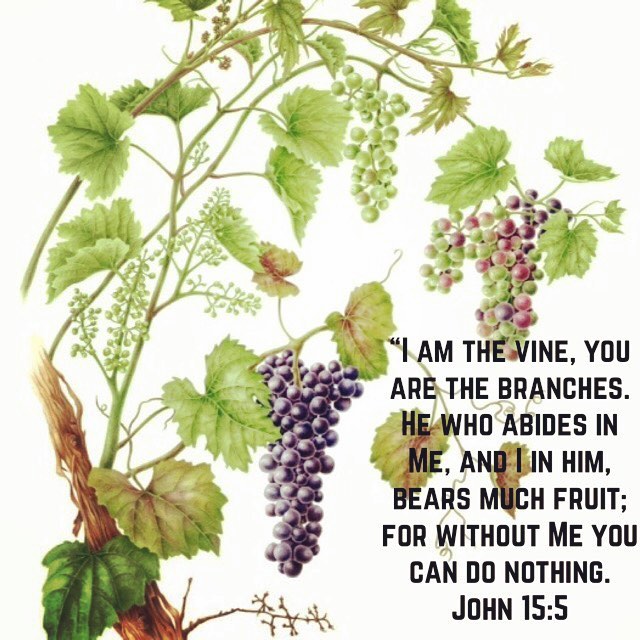 "If a man loves God with all his heart, all his thoughts, all his will, and all his strength, he will gain the fear of God; the fear will produce tears, tears will produce strength; by the perfection of this the soul will bear all kinds of fruits." - St. Anthony the Great #vine #love #dailyreading #coptic #copticorthodox #christian