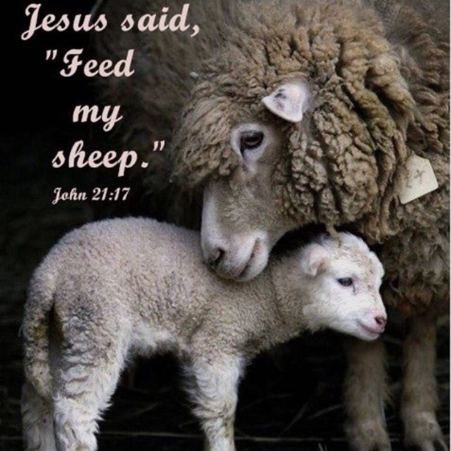 "Let me find You whom I so longingly seek. I am the sheep who wandered into the wilderness. Seek after me and bring me home again to Your fold." - St. Jerome #coptic #copticorthodox #dailyreading #christian #myflock #gospel