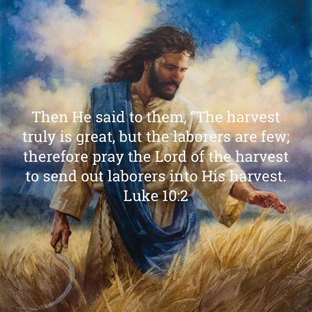"Let every man be profitable to you so that you may be good to everyone. Persevere in your work. Be ever more obedient to God and He will save you." - St. Pachomious #harvest #christian #coptic #copticorthodox