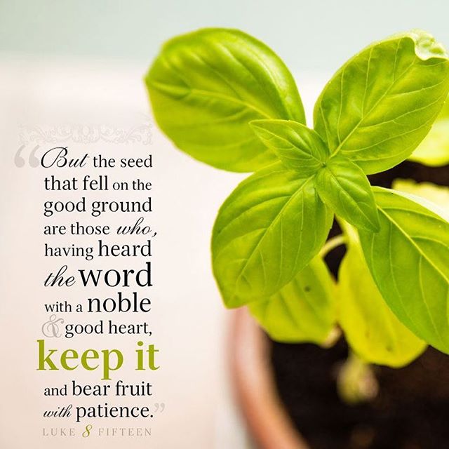 “When the divine word falls upon a pure mind skilful in cleansing itself from things hurtful, it fixes its root deeply and shoots up like an ear of corn. It brings its fruit to perfection being strong in blade and beautifully flowered.” ~ St. Cyril of Alexandria

#heartheword #nobleandgoodheart #keeptheword #bearfruitwithpatience #dailyreadings #coptic #orthodox