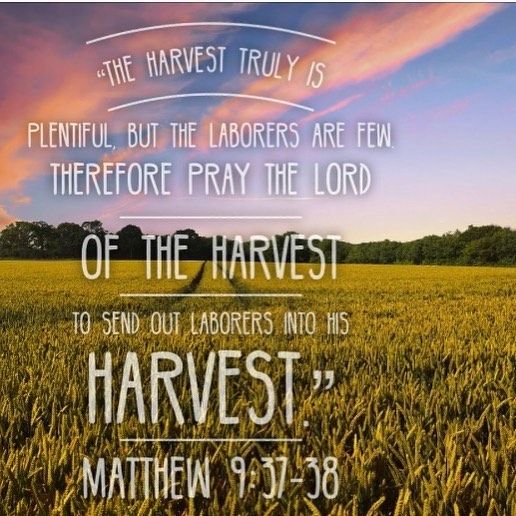 'The deeds of mercy are the seeds of the coming harvest. He who is misery when sawing will also harvest miserly. Where also he who saws plentifully will likewise harvest plentifully. He who does not sow anything will not profit anything' - St Augustine #coptic #orthodoxy #pray#preach #copticorthodox #harvest