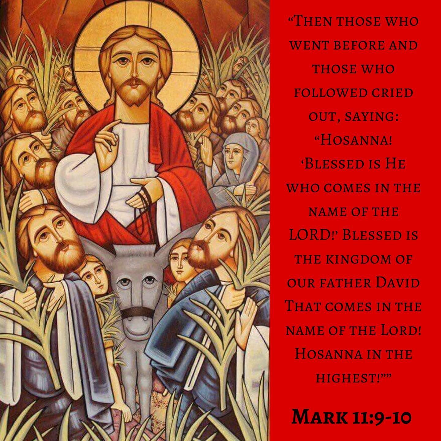 Palm Sunday “Palm Sunday is the Day where the Kingdom of the Earth with its Palms the Kingdom of Animals with the Donkey and the Kingdom of Men with their hymns and procession are all United in Christ welcoming him into Jerusalem” – H.H. Pope Tawadros II #coptic #orthodox #palmsunday #blessed #hosanna #holypashca