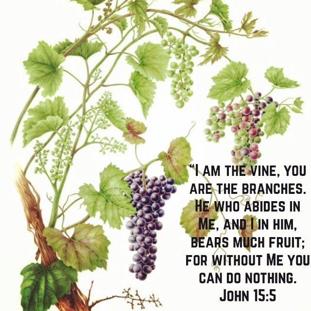 "If a man loves God with all his heart all his thoughts all his will and all his strength he will gain the fear of God; the fear will produce tears tears will produce strength; by the perfection of this the soul will bear all kinds of fruits." - St. Anthony the Great #vine #love #dailyreading #coptic #copticorthodox #christian
